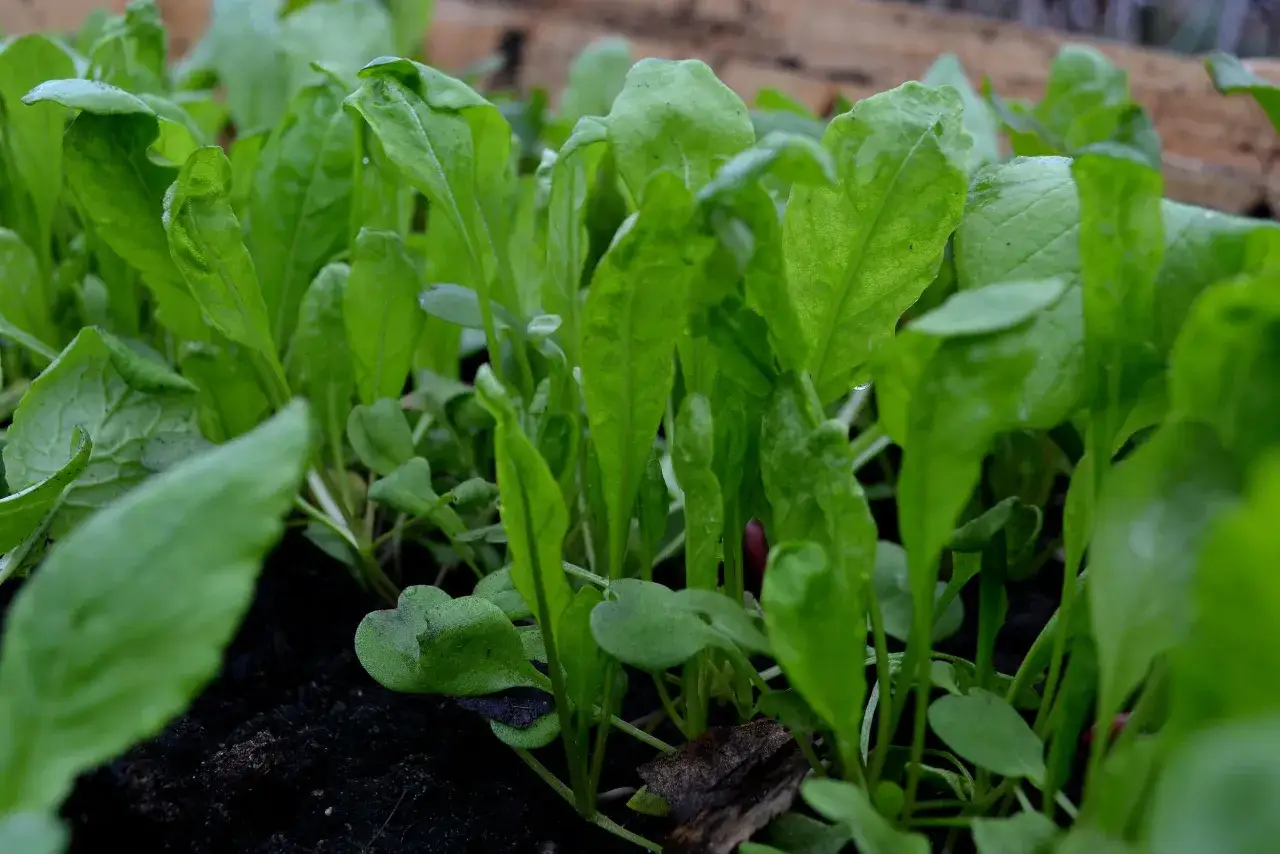 Små, gröna ruccolablad som växer tätt i mörk jord. Snart redo att skördas för en god sallad.
