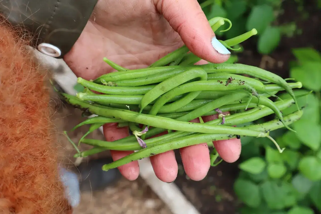 En hand håller en nyskördad hög med gröna haricots verts, redo att odla mer i trädgården.