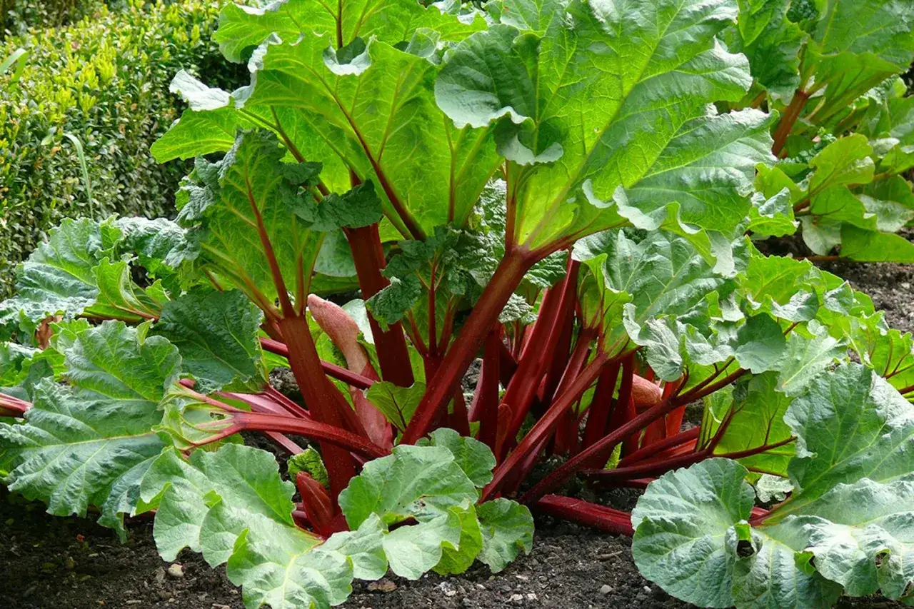 En frodig rabarber planta med stora, gr&ouml;na blad och tjocka, r&ouml;da stj&auml;lkar som str&auml;cker sig upp ur jorden.