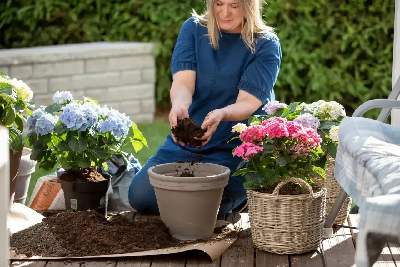 Kvinna planterar hortensior med ny jord. Vackra blommor i rosa, blått och lila.
