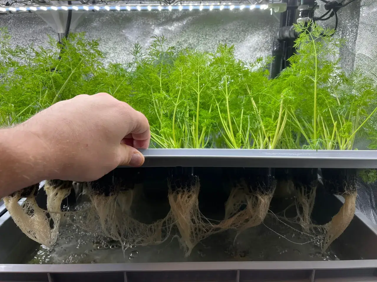 En hand inspekterar en hydroponisk odling av dill. De unga baby leaf-plantorna har frodiga gröna blad och ett välutvecklat rotsystem som hänger ner i vattnet.