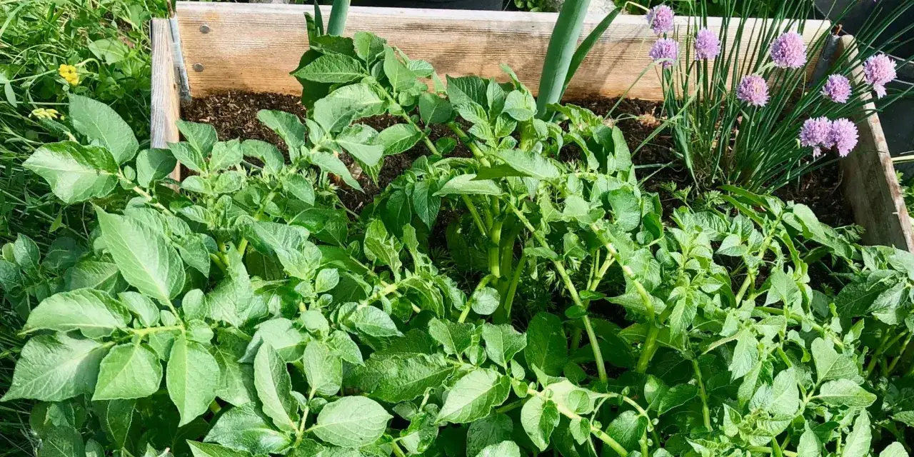 Gröna, frodiga blad från tidig potatis i en pallkrage. Lök och lila gräslöksblommor syns i bakgrunden.