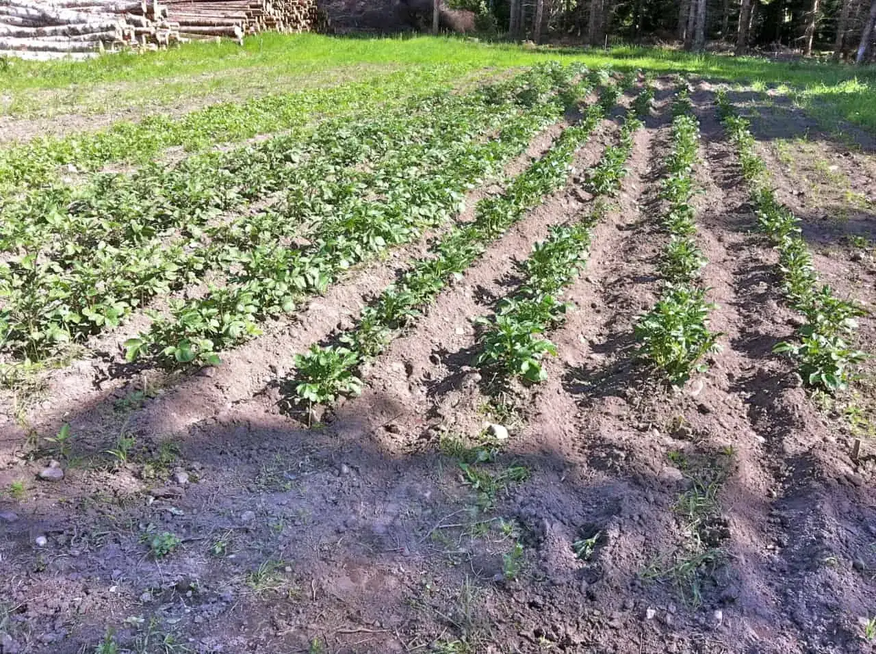 Rader av unga potatisplantor växer i solljus. Snart är det dags att kupa potatisen för en rik skörd.