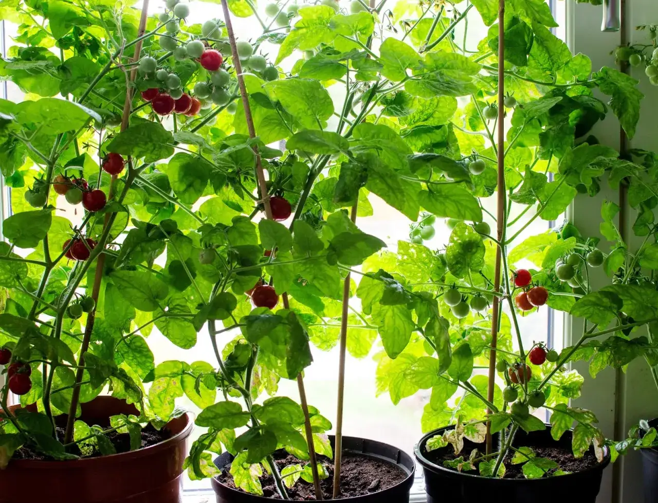 Tomatplantor i krukor vid ett fönster, med många små, gröna och röda romello tomat.