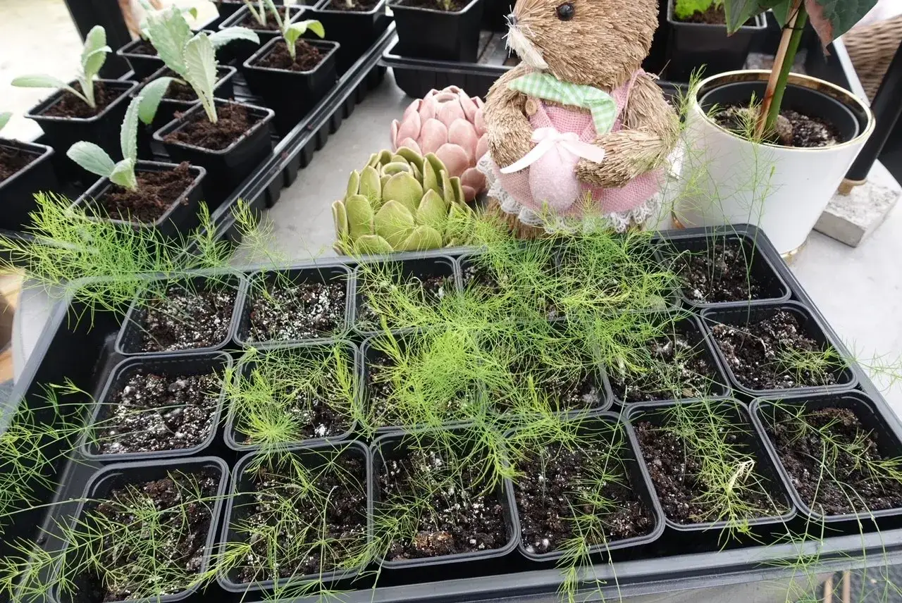 Små plantor av sparris i krukor, redo att odla. En söt teddybjörn och dekorationer i form av kronärtskockor syns i bakgrunden.