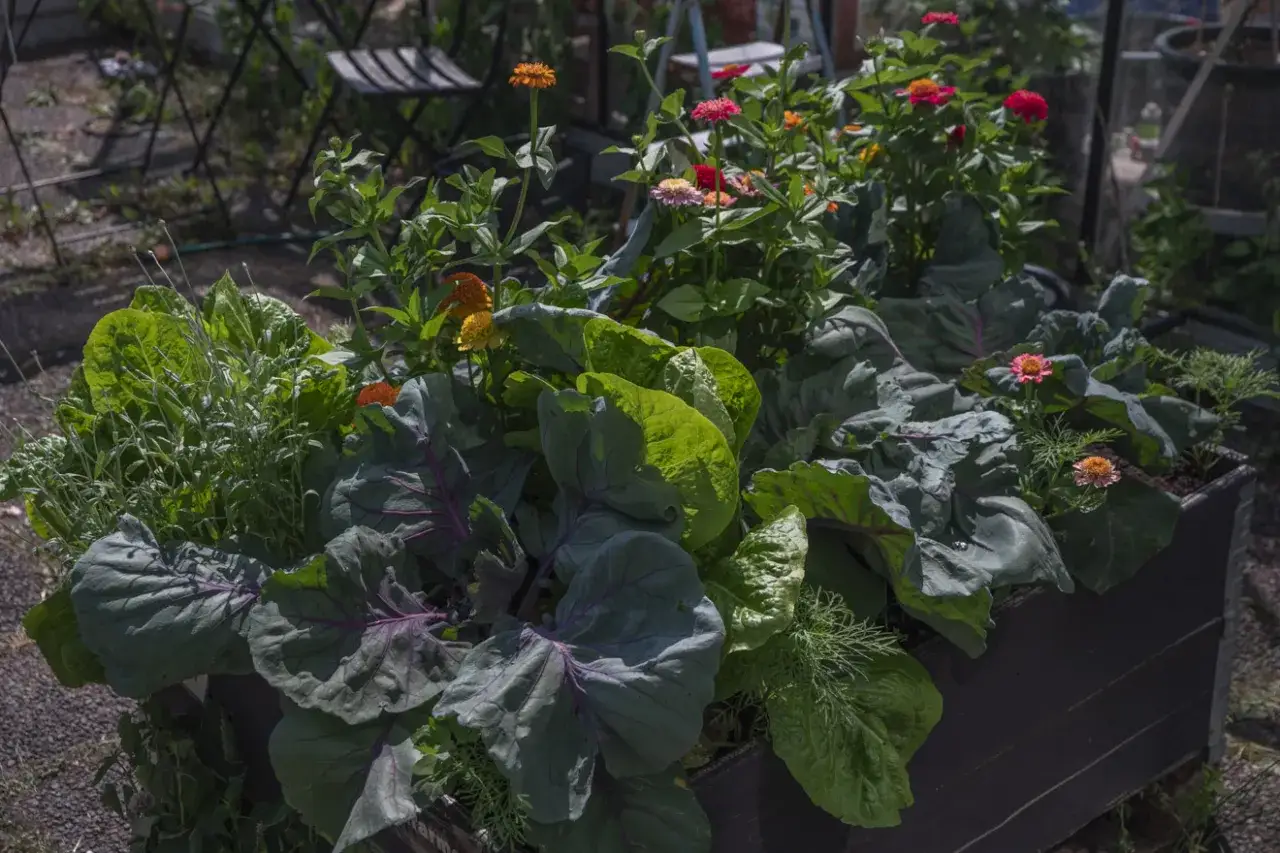 En frodig samplantering i en pallkrage med kål, sallat och blommor. En vacker illustration av hur man kan odla grönsaker och blommor tillsammans.