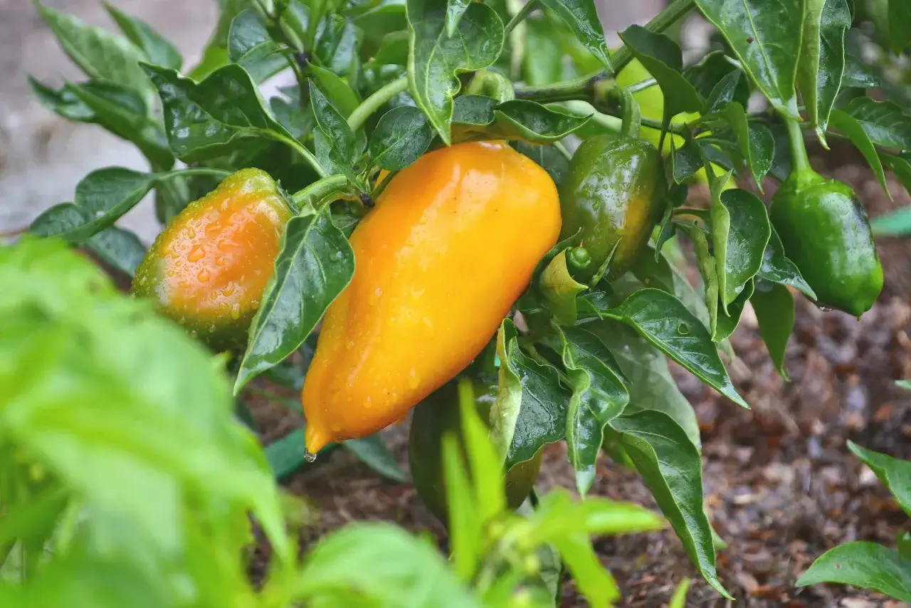 En gul paprika planta med gröna blad, täckt av regndroppar.