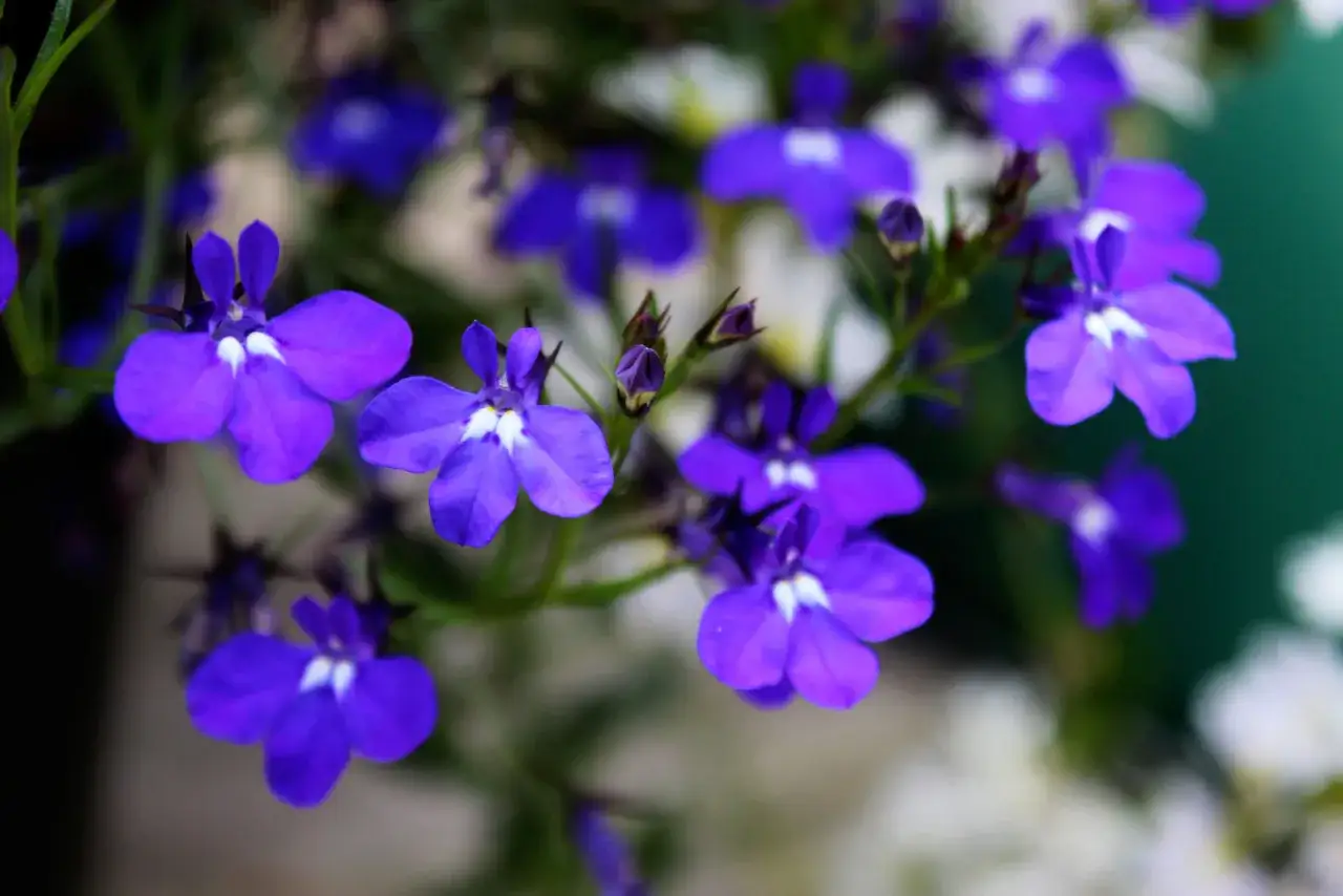 Vackra lila blommor i kruka, med vita prickar i mitten, som hänger ner från en gren.