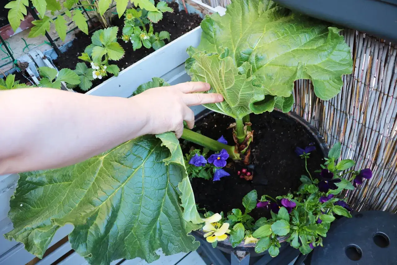 En hand lyfter ett stort blad från en rabarber i kruka. Små violer blommar runt rabarbern.