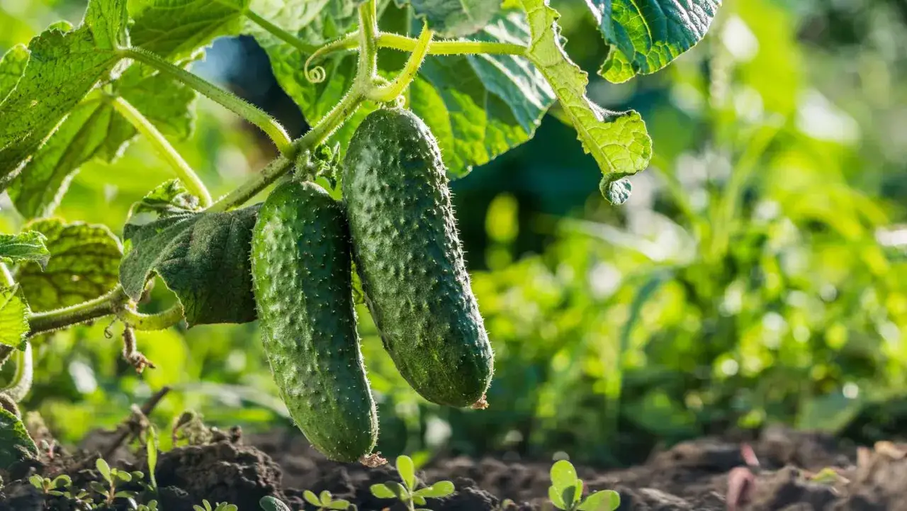 Två nelson garden gurkor hänger mogna på en planta i solljus.