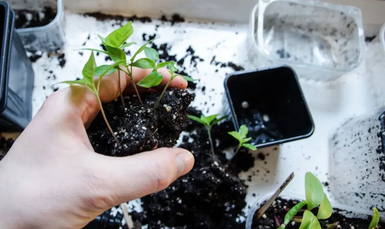 Hand håller små plantor med chili jord. Förberedelse för omplantering i nya krukor.