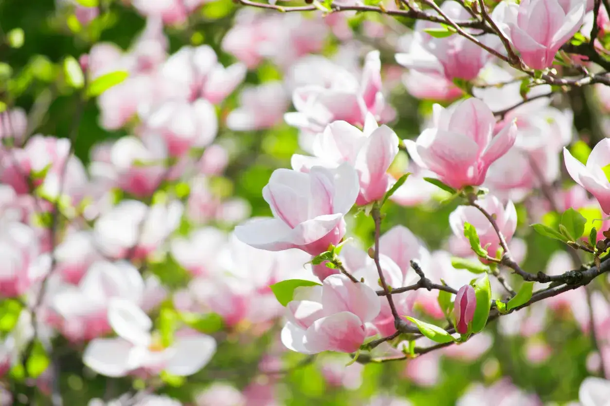 Vackra rosa magnoliablommor som blommar på grenar. Marken under trädet är täckt av fallna kronblad.