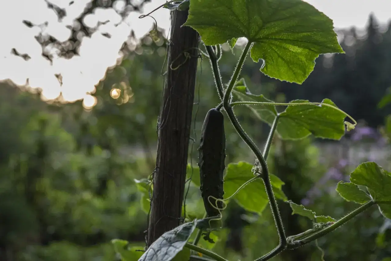 En gurka hänger från en ranka vid en träpåle. Solen lyser genom lövverket och skapar bokeh-effekt. Snart är det dags att skörda, och från dessa gurka frön växer det nya plantor.