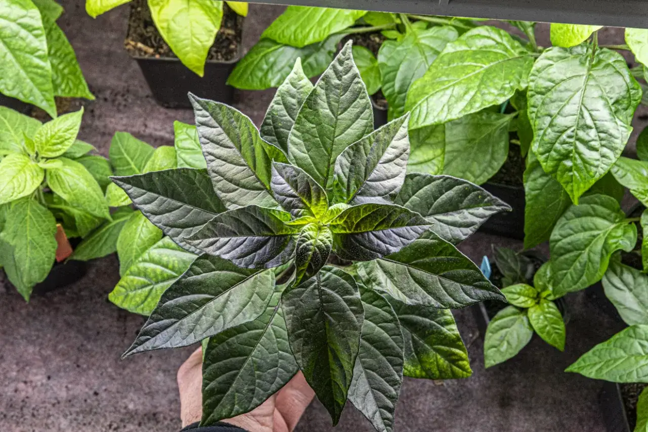 En hand håller en mörk chiliplanta redo att plantera om. Flera andra plantor syns i bakgrunden.