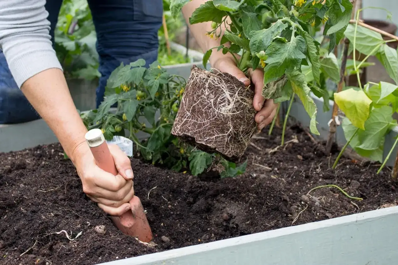 Här planteras tomatplantor i en pallkrage. En spade används för att förbereda jorden innan plantan sätts ner. Snart är det dags att vattna tomatplantor.