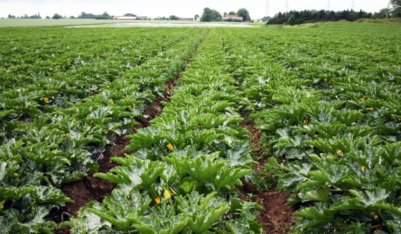 Ett fält med rikligt med squashplantor som odlas i rader. Små gula blommor syns bland de stora gröna bladen.
