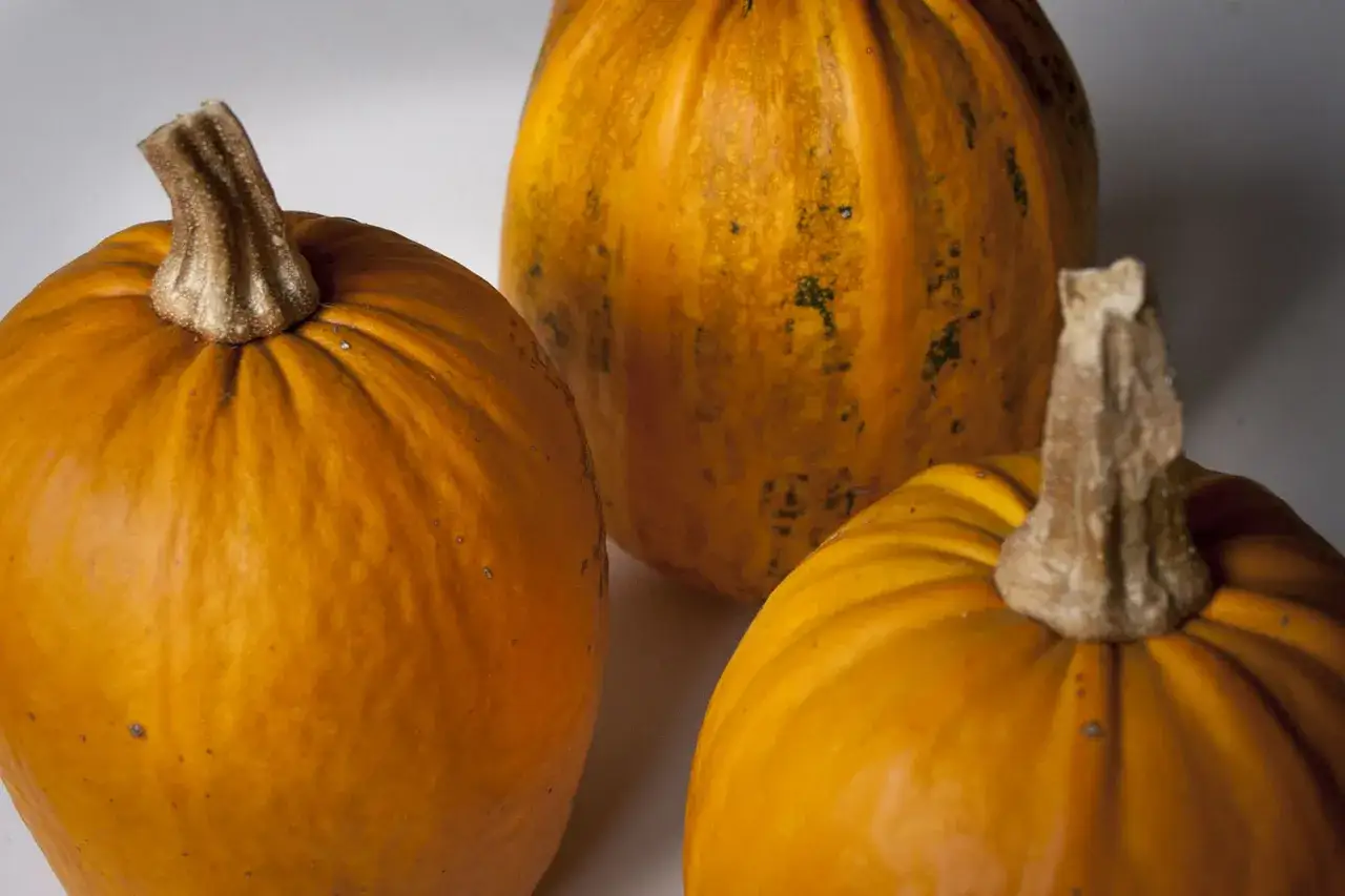 Tre orange pumpor med grova stjälkar. En av pumporna har mörkare fläckar. Tänk på alla goda recept med pumpa, kanske till och med rosta pumpa frö!