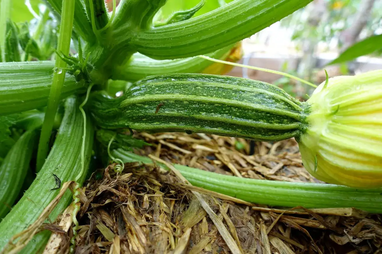 En ung squash växer på plantan, redo att skördas. Det är spännande att odla squash!