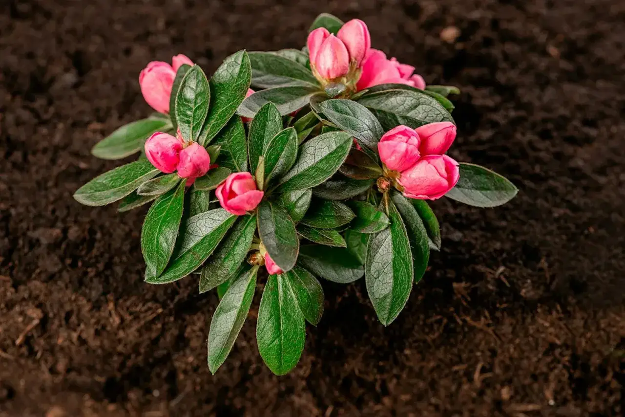 En vacker rhododendron i kruka med rosa knoppar som snart ska sl&aring; ut.