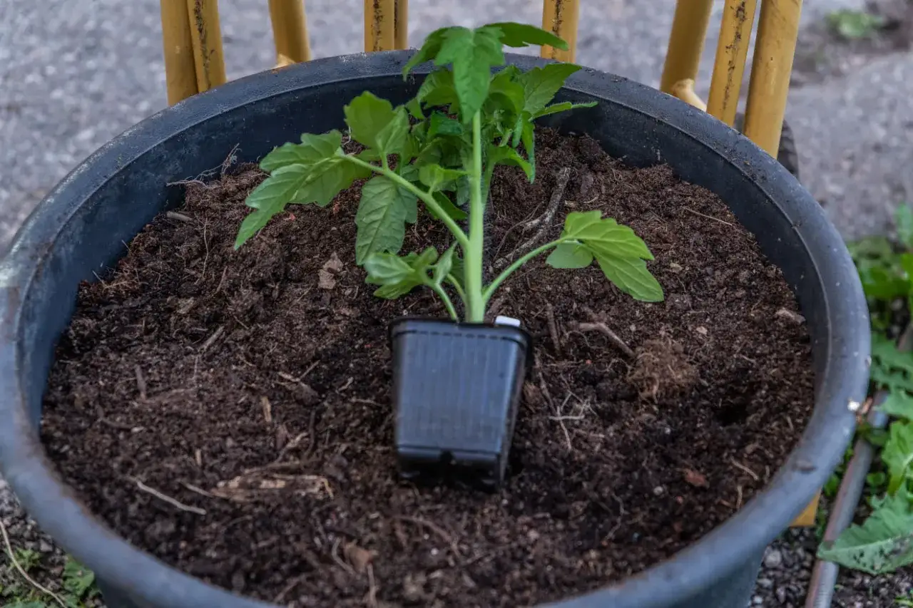 En liten tomatplanta i kruka, redo att planteras ut. Snart dags att binda upp tomaterna för att ge dem stöd.