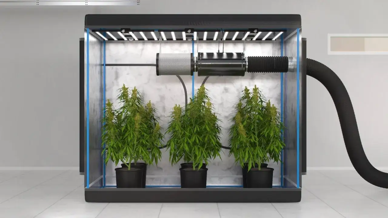 Tre cannabisplantor växer i ett odlingstält med LED-belysning och ventilation. Sunkraft ger optimal tillväxt.