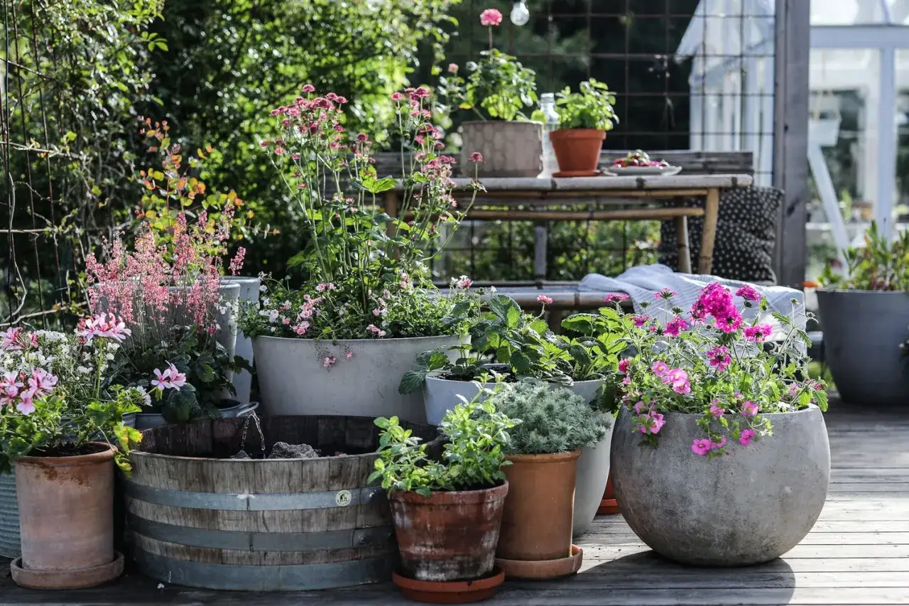 En härlig samling blommor i krukor, inklusive en frodig verbena i kruka, skapar en inbjudande uteplats.