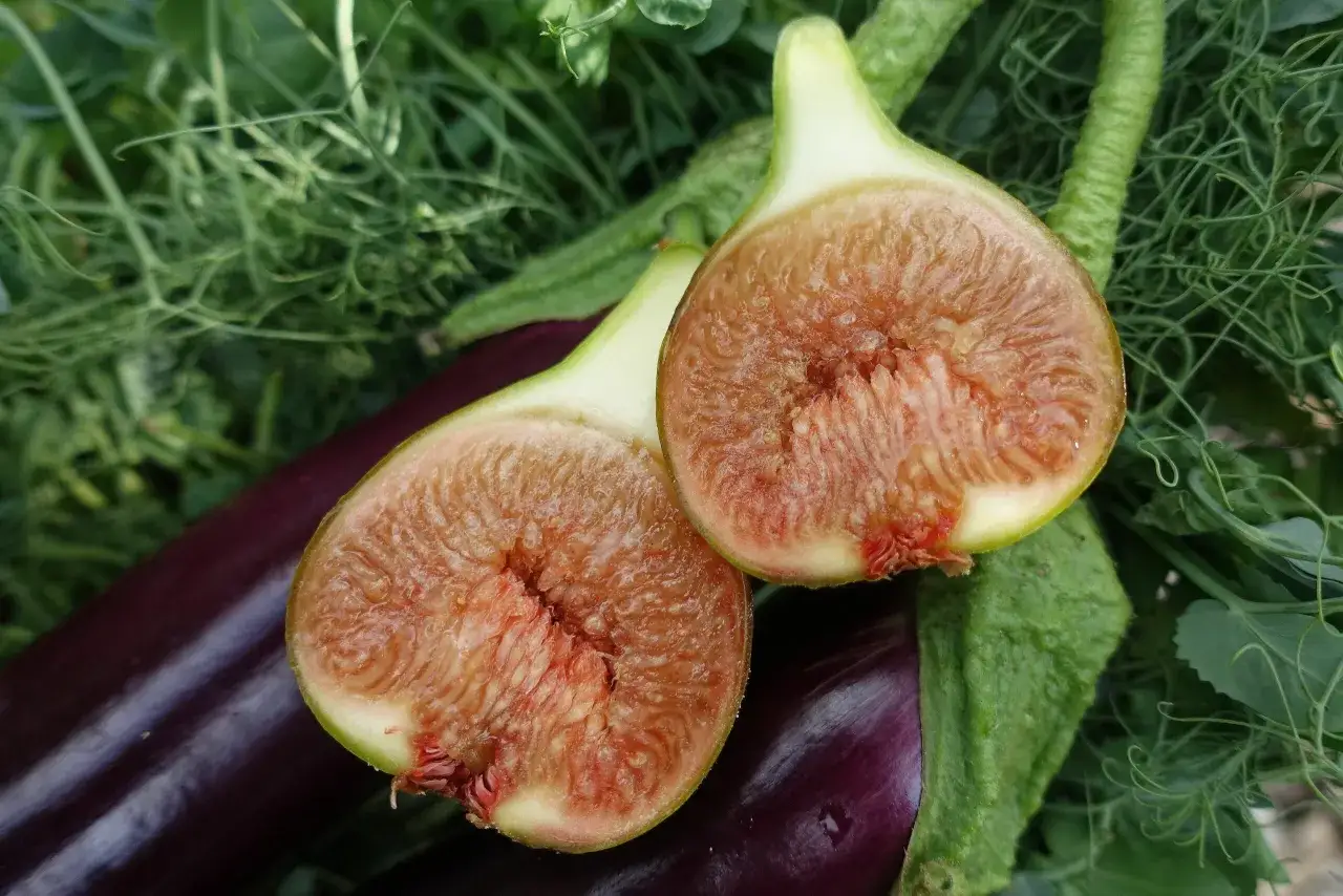 Två halverade fikon med saftigt, rött fruktkött ligger på en mörklila aubergine och gröna blad. En dröm för den som vill odla fikon.