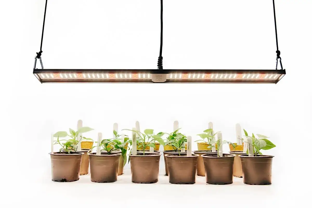 Små plantor i krukor under växtbelysning, redo för rooting.
