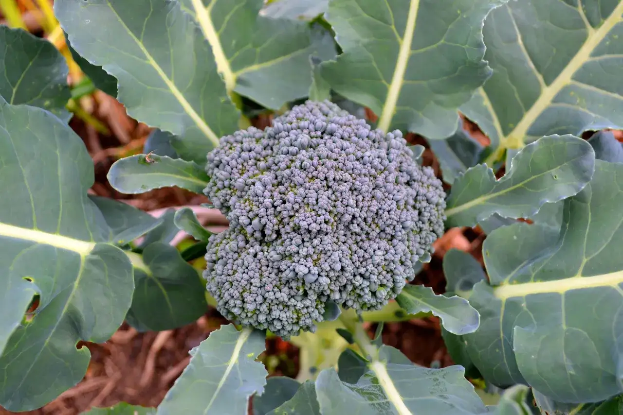 En frodig broccoli blomma med sina karakteristiska små knoppar, omgiven av stora gröna blad.