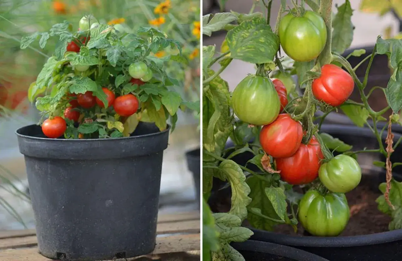 Två bilder visar hur man kan plantera tomater i krukor. En kruka med en liten tomatplanta och en annan med en större planta med både gröna och röda tomater.