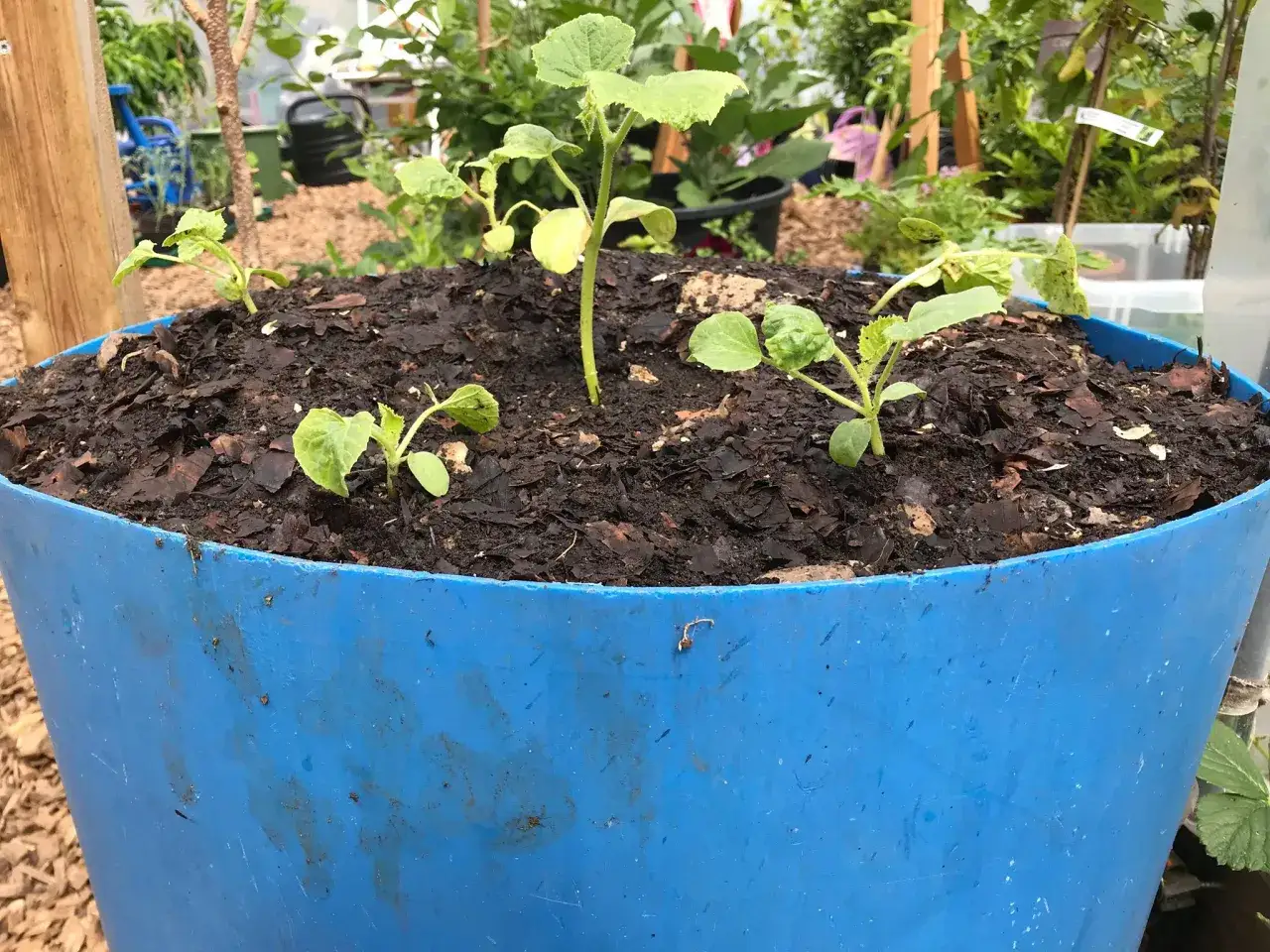 Sm&aring; plantor v&auml;xer i en bl&aring; kruka fylld med m&ouml;rk, sandig jord och barkmull.