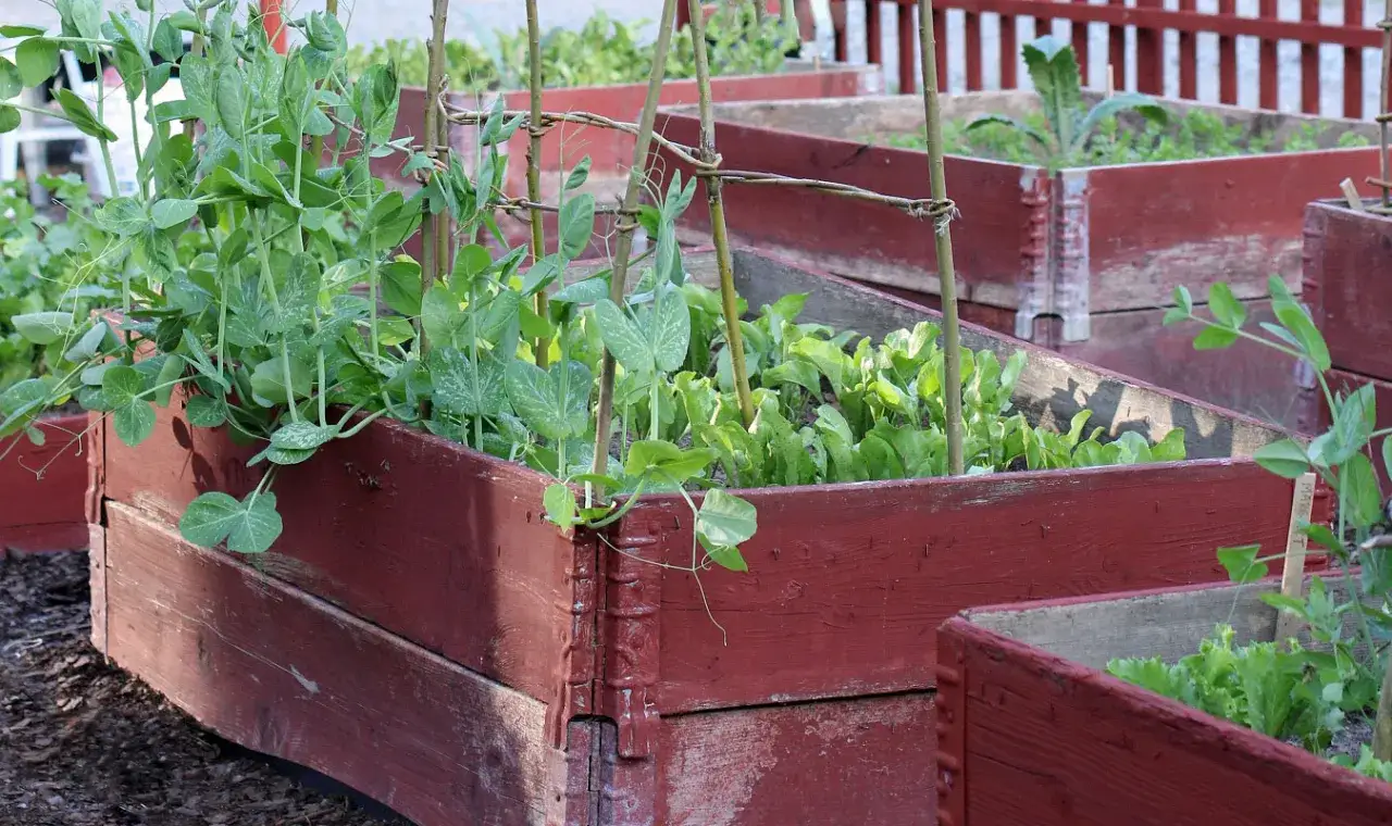 Odödliga ärtor klättrar i ett nelson garden. Röda pallkragar med grönsaker i solljus.