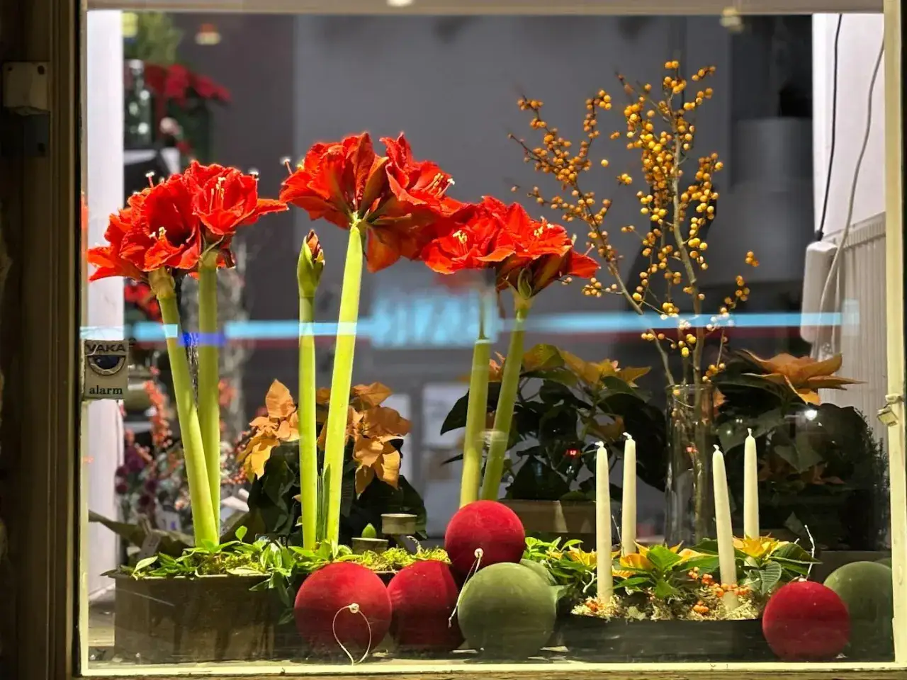 Vacker juldekoration med röda amaryllisar och julblommor i kruka. Gula bärkvistar och ljus skapar en mysig stämning.
