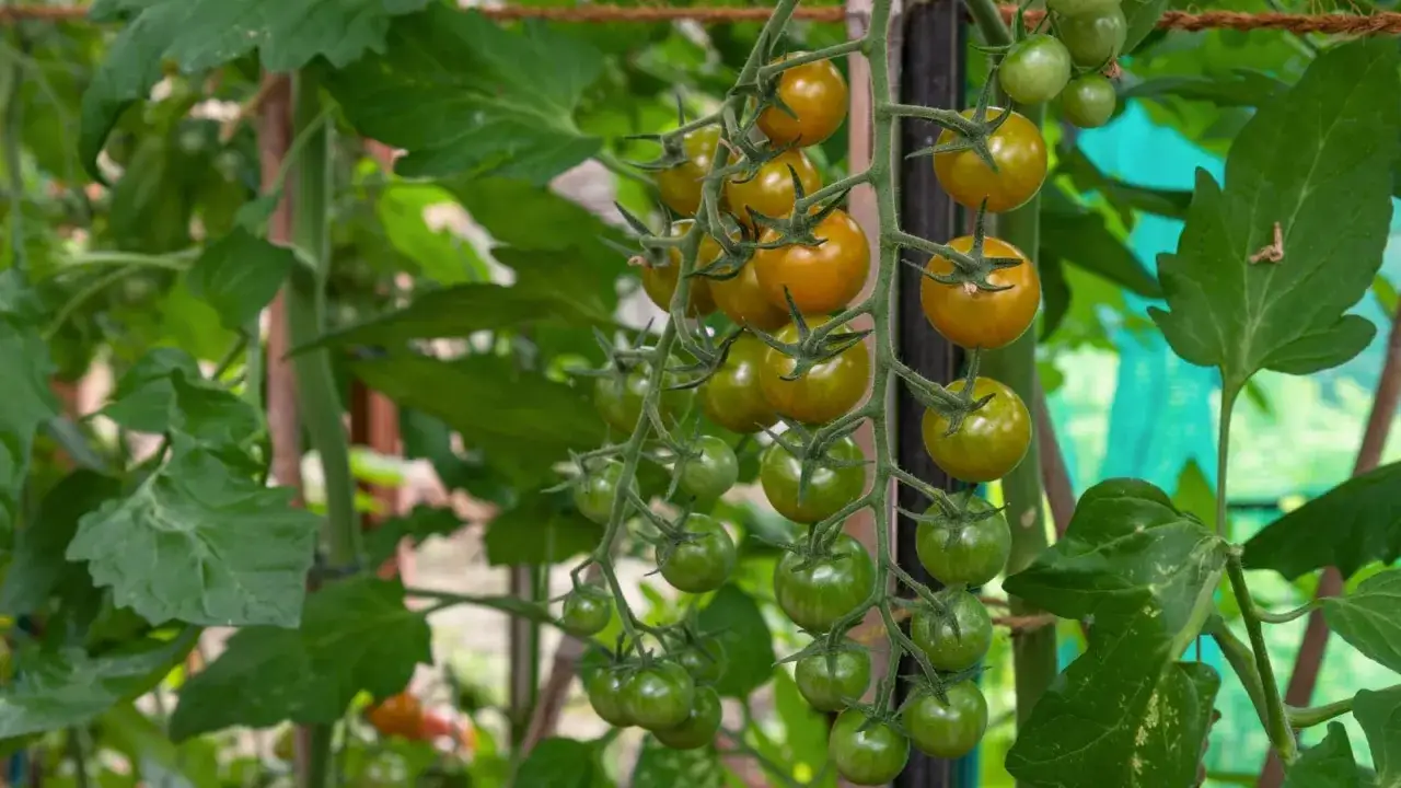 Tomatplantan bär klasar av små, gyllene Sungold-tomater som mognar bland gröna blad.