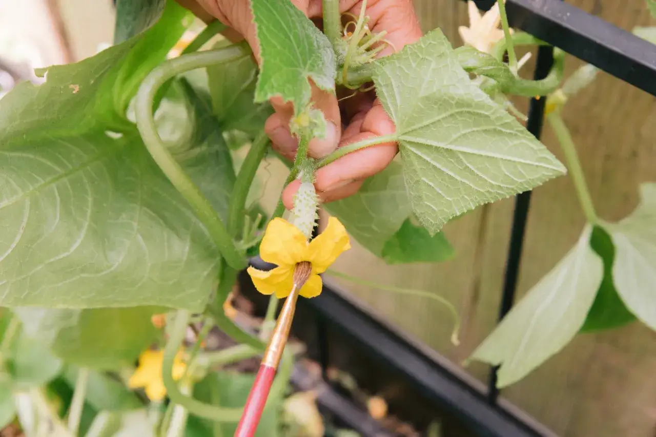 Handen hjälper till att pollinera gurka med en pensel. En liten gurka växer fram ur en gul blomma.