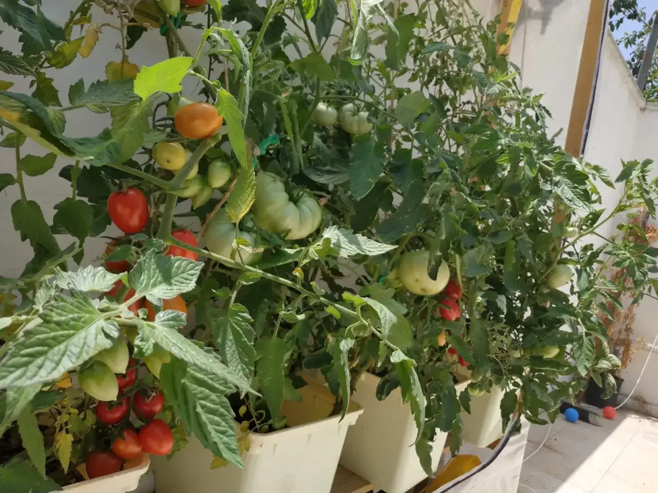 Tomatplantor i krukor med både gröna och röda tomater, inklusive en tomat f1 som börjar mogna.