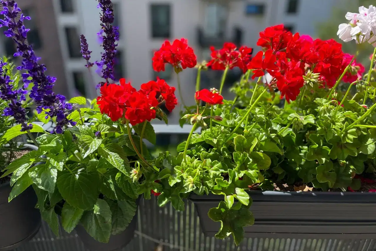Färgglad plantera i balkonglåda med röda pelargoner och lila salvia. En vacker syn som ger liv åt balkongen.
