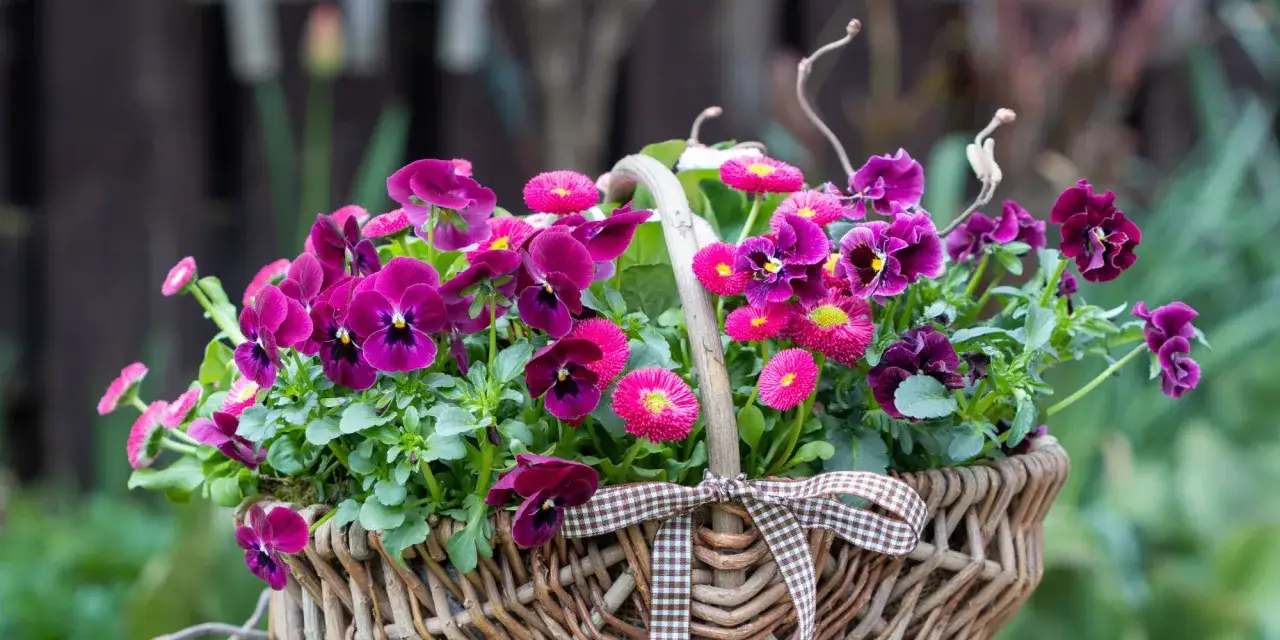 En korg fylld med lila penséer och rosa tusenskönor, en vacker syn av vårablommor i kruka.