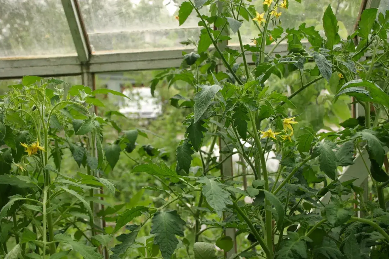 Gröna tomatplantor med gula blommor i ett växthus. Snart dags att pollinera tomater för en rik skörd.