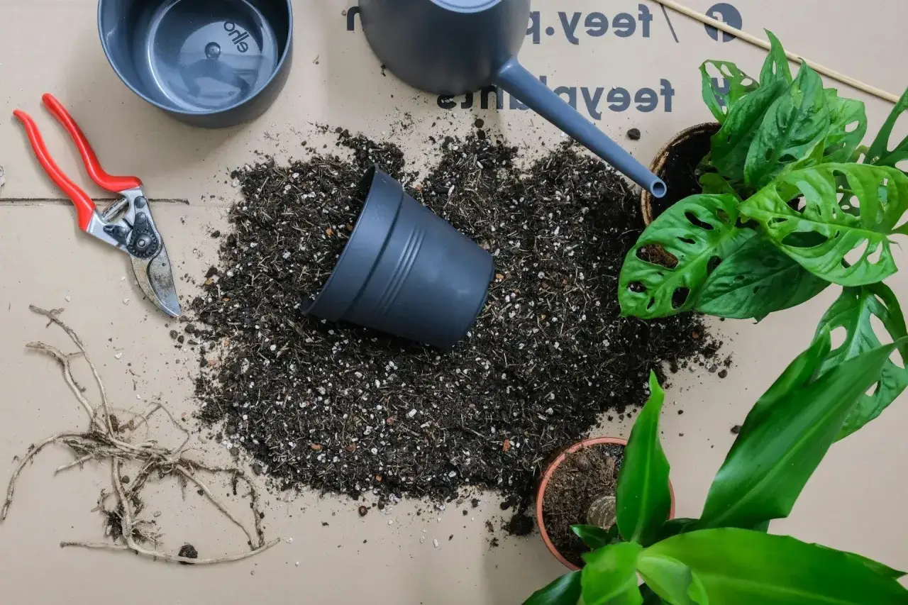 Red secateurs, jord, krukor och växter redo att plantera om.