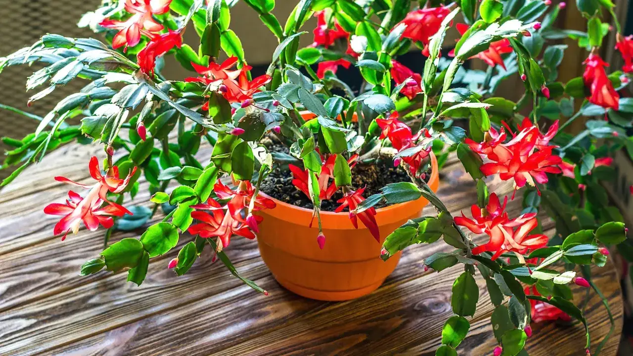 En vackert blomstrande novemberkaktus stickling i en orange kruka, med sina röda blommor som sträcker sig ut över träbordet.