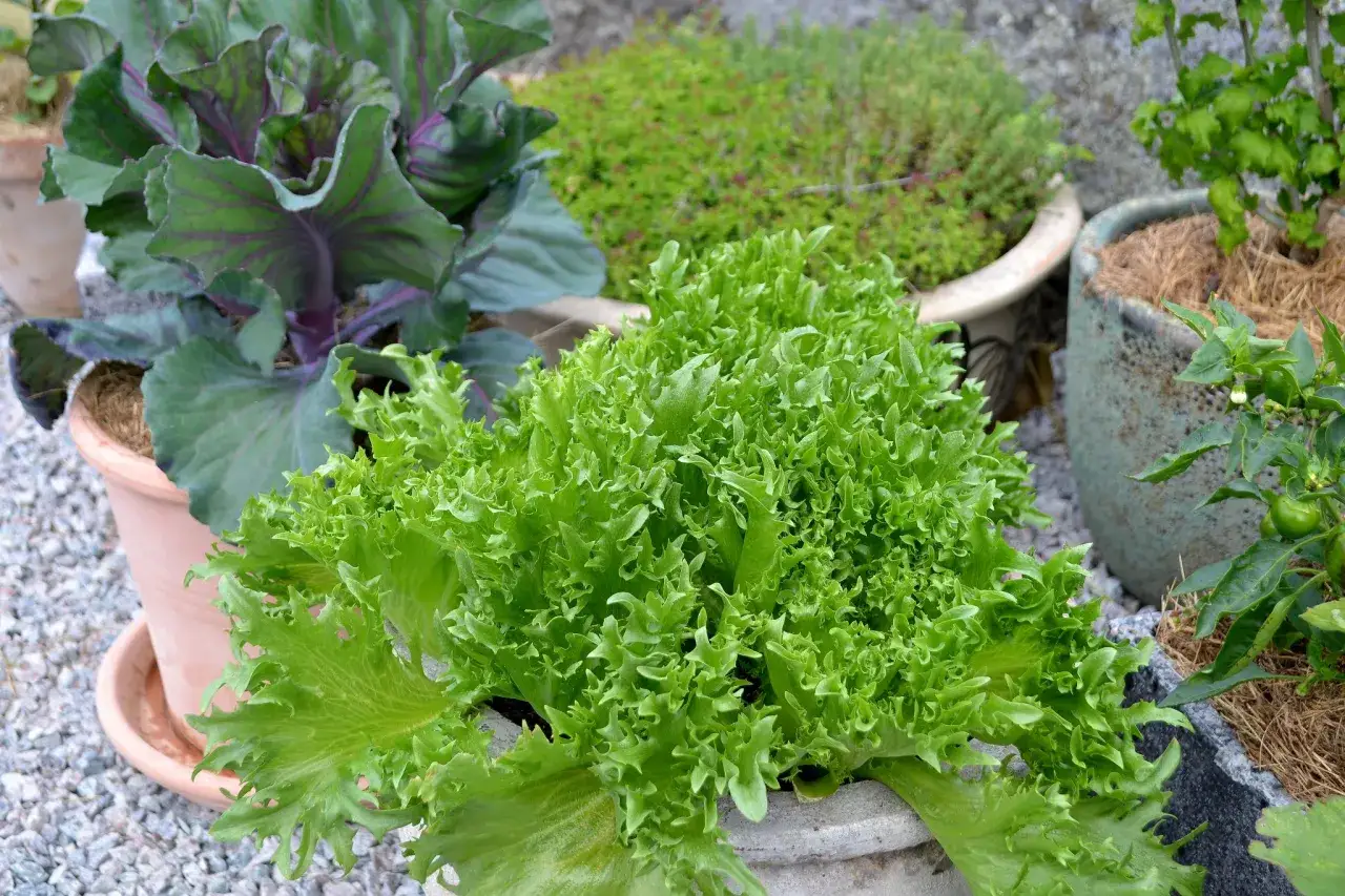 En frodig sallat växer i kruka, redo att skördas. Bredvid syns en rödbladig kål och andra växter i krukor. Perfekt för att odla sallad hemma.