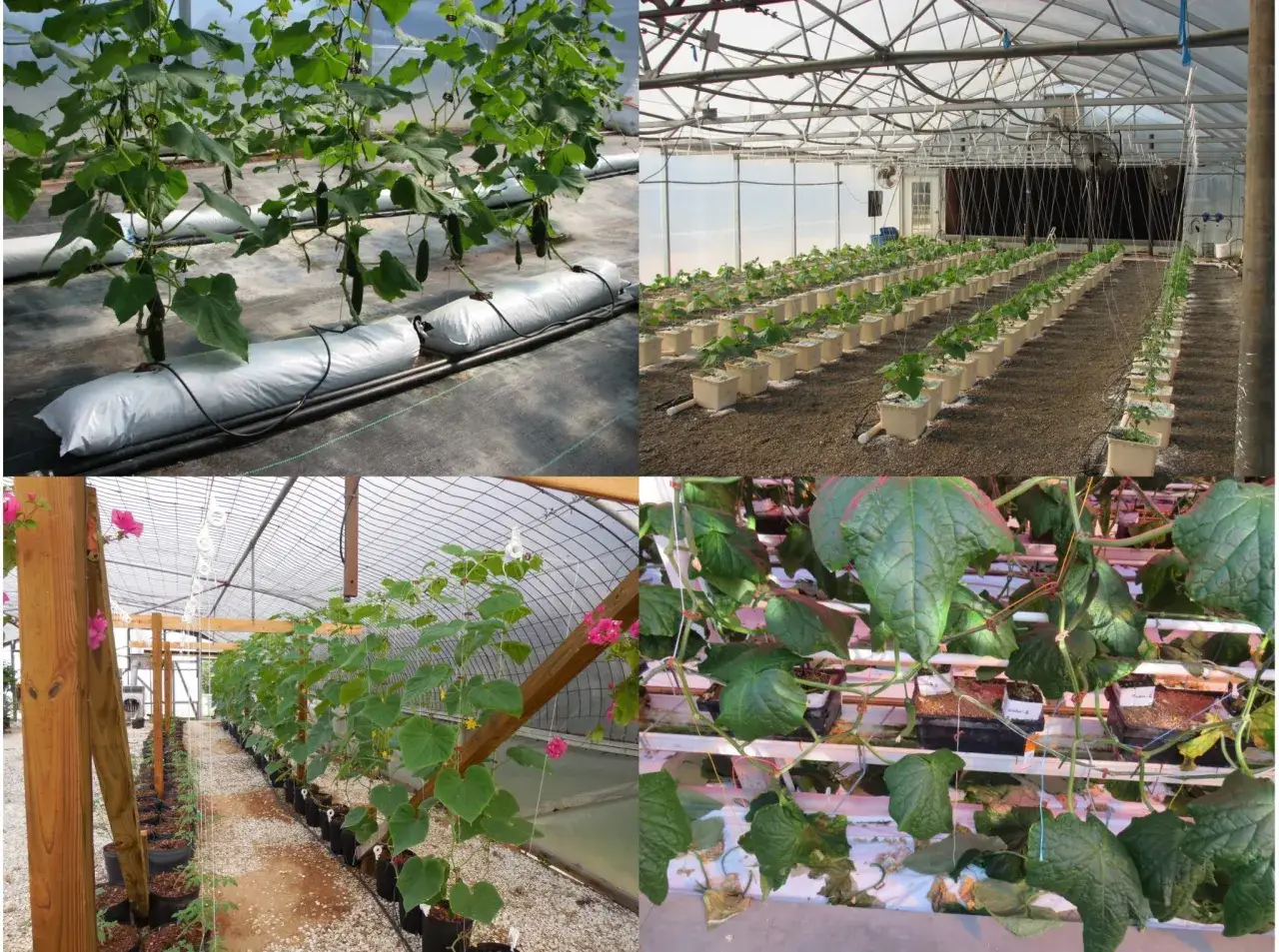 Odling av iznik gurka i växthus, med plantor i krukor och på säckar.