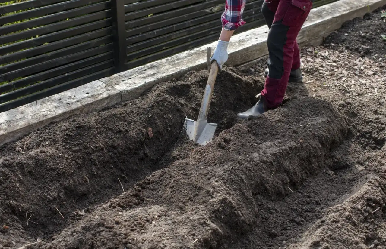 Förbereder jorden för att odla sparris. En spade gräver i den mörka, mullrika jorden i en upphöjd bädd.