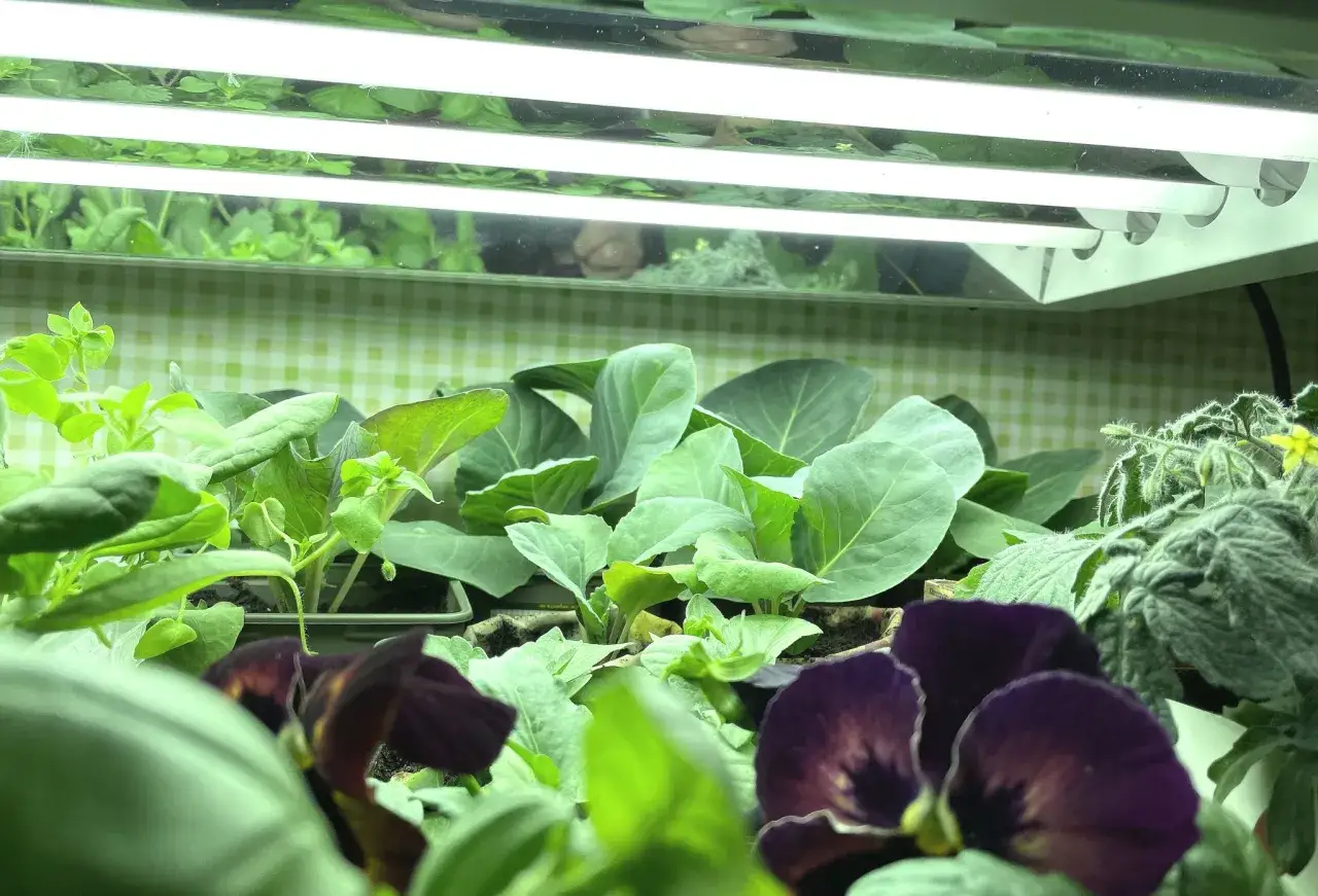 En frodig grow light garden med kålplantor, violer och tomatplantor som växer under starka lysrör.