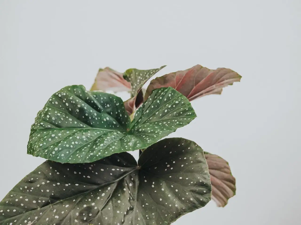 En vacker forellbegonia stickling med stora, mörkgröna blad prickiga med vita fläckar. Bladens undersidor är rosafärgade.