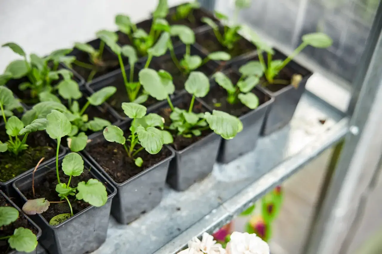Små plantor i svarta krukor på en hylla. Det är så tidigt på våren att man nästan kan känna doften av jord och förväntan.
