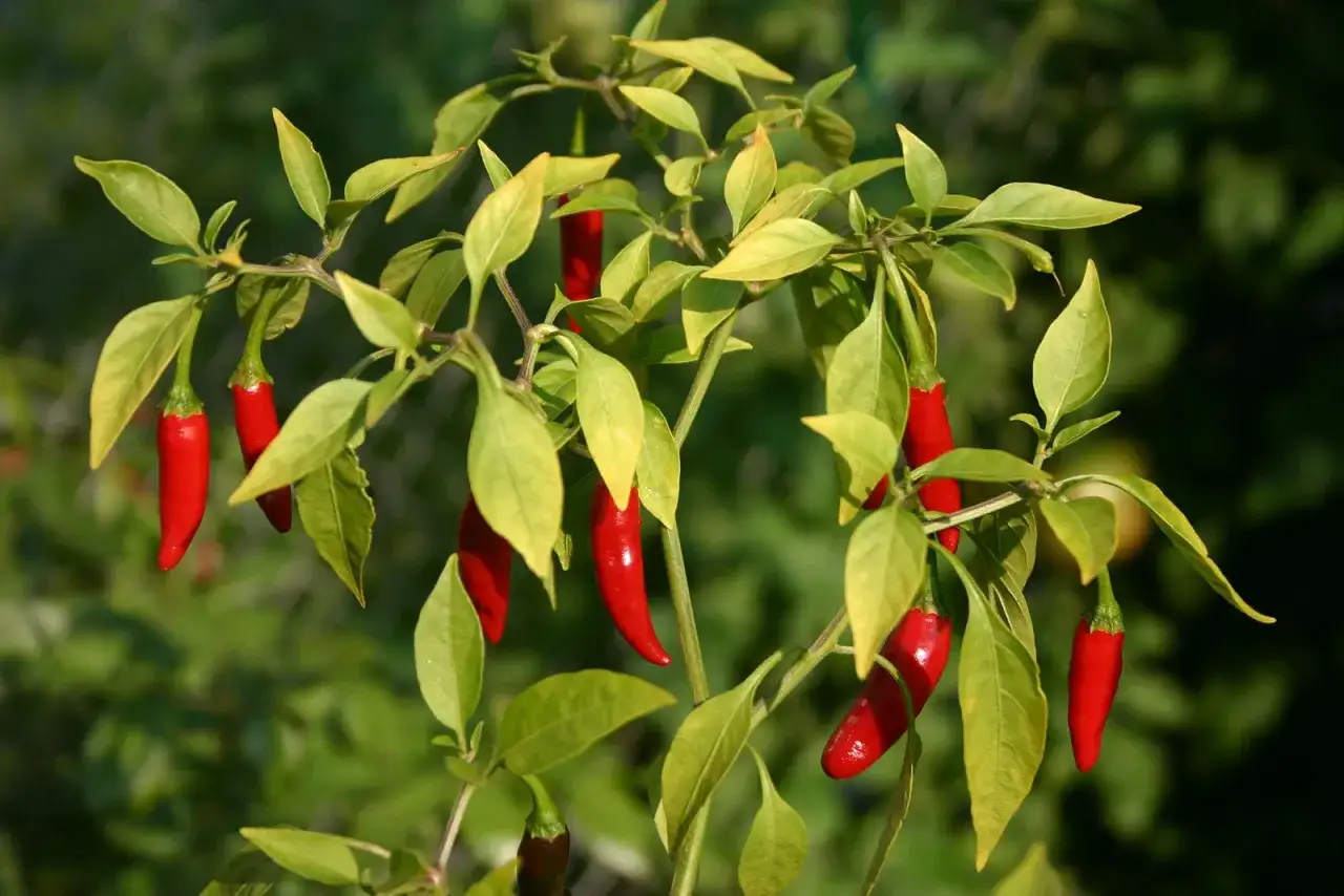 Röda, mogna chilifrukter av sorten Capsicum frutescens hänger från en gren med gröna blad.