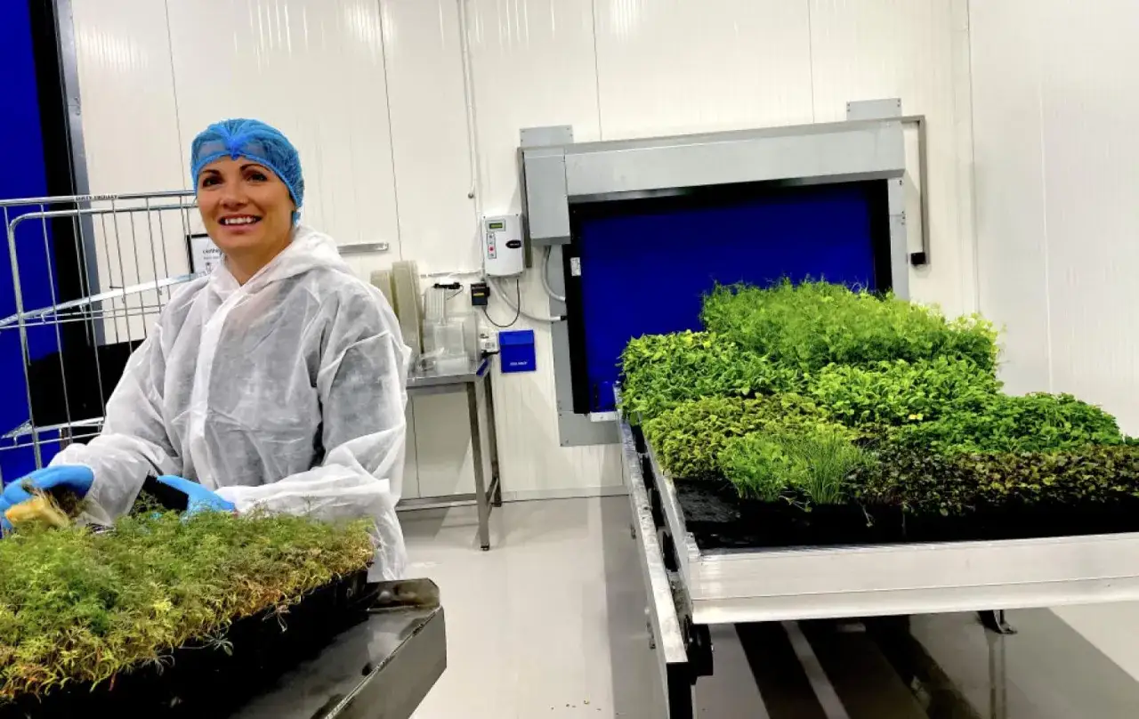 Kvinna i skyddskläder hanterar plantor i växthus. Bredvid står en hylla med gröna örter, upplyst av en dimmer 1000w.