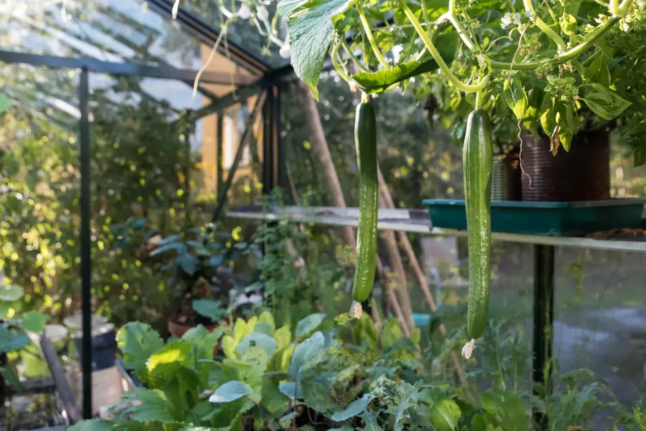 Två långa, gröna gurkor hänger från en planta i ett soligt växthus. Grönsaksplantor och bladverk fyller utrymmet.